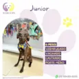 Junior