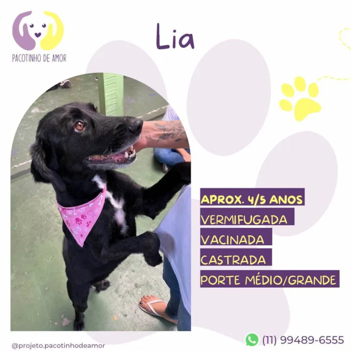 Cachorro ra a SRD-ViraLata idade 4 anos nome Lia