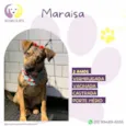 Maraisa
