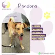 Pandora