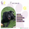 Cachorro ra a SRD-ViraLata idade 5 anos nome Tatiane