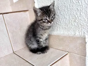 Gato raça SRD-ViraLata idade Abaixo de 2 meses nome Jinjin 45dias Linda pelo longo 