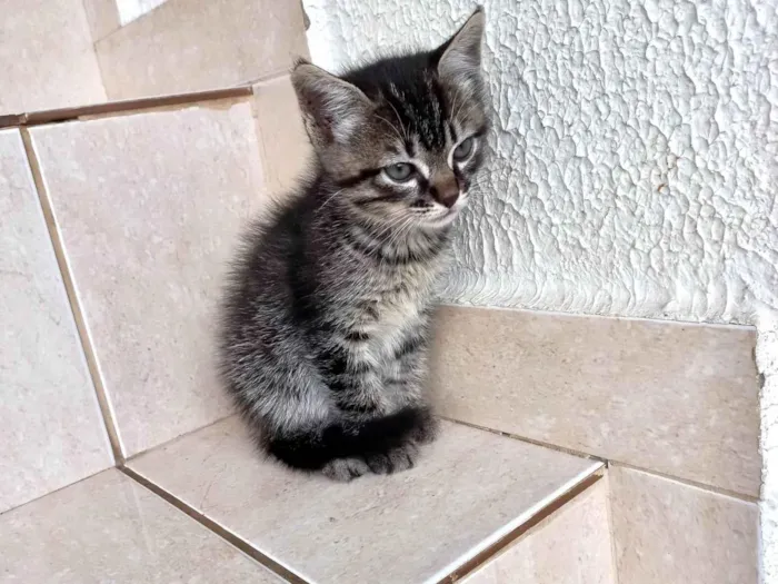 Gato ra a SRD-ViraLata idade Abaixo de 2 meses nome Jinjin 45dias Linda pelo longo 