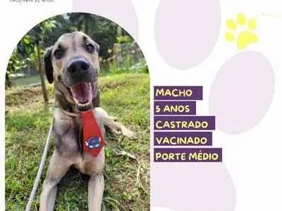 Cachorro ra a SRD-ViraLata idade 5 anos nome Billy