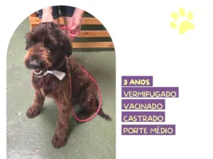 Cachorro raça SRD-ViraLata idade 3 anos nome Black