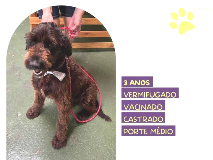 Cachorro ra a SRD-ViraLata idade 3 anos nome Black