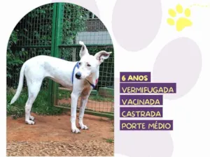 Cachorro raça SRD-ViraLata idade 6 ou mais anos nome Branquinha