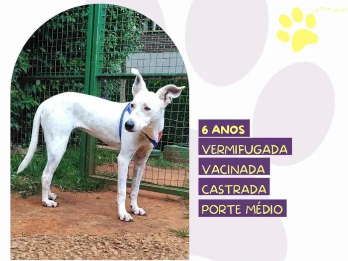 Cachorro ra a SRD-ViraLata idade 6 ou mais anos nome Branquinha