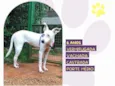 Branquinha
