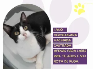 Gato raça SRD-ViraLata idade 1 ano nome Cora