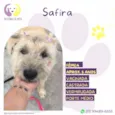 Safira