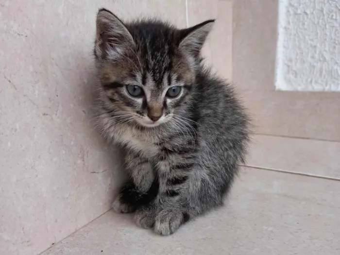 Gato ra a SRD-ViraLata idade Abaixo de 2 meses nome Bonbon 45dias lindo e pelo longo 