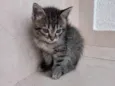 Bonbon 45dias lindo e pelo longo