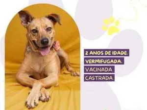 Cachorro raça SRD-ViraLata idade 2 anos nome Caramela