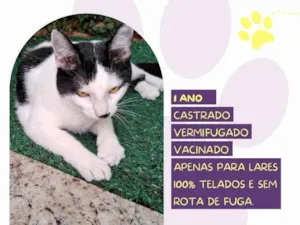 Gato raça SRD-ViraLata idade 1 ano nome Du