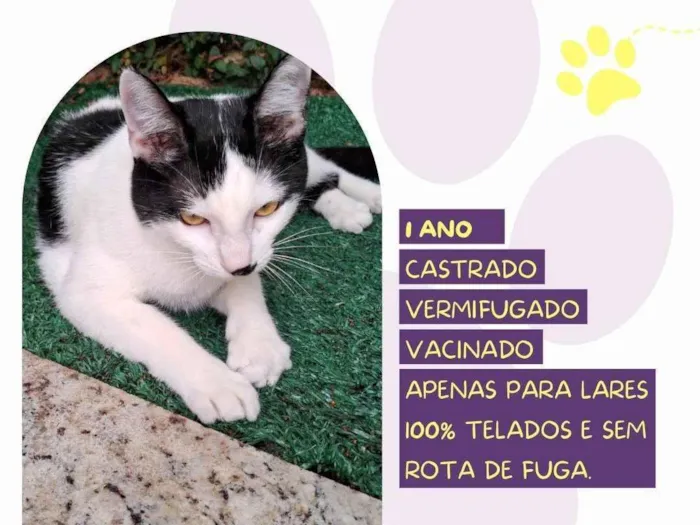 Gato ra a SRD-ViraLata idade 1 ano nome Du