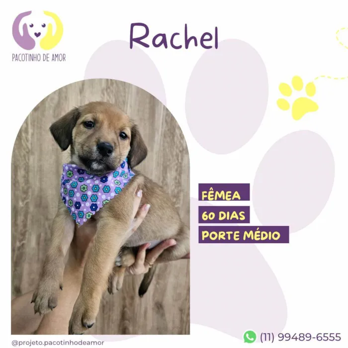 Cachorro ra a SRD-ViraLata idade 2 a 6 meses nome Rachel