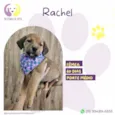 Rachel