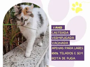 Gato raça SRD-ViraLata idade 1 ano nome Duda