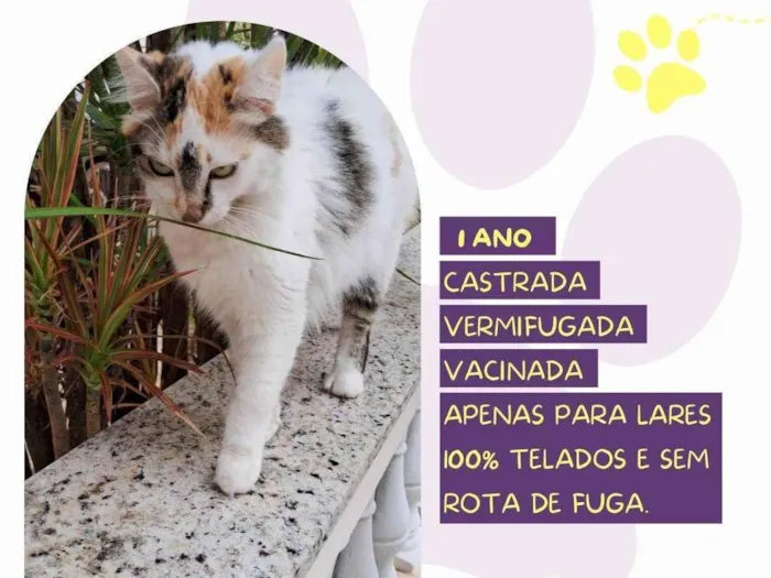Gato ra a SRD-ViraLata idade 1 ano nome Duda