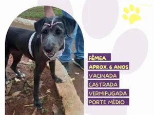 Cachorro raça SRD-ViraLata idade 6 ou mais anos nome Emilia