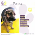 Pietro