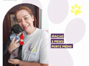 Cachorro raça SRD-ViraLata idade 2 a 6 meses nome Guru