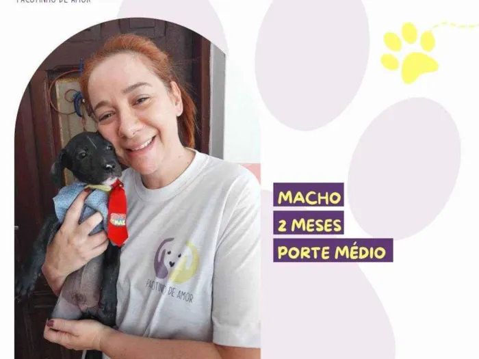 Cachorro ra a SRD-ViraLata idade 2 a 6 meses nome Guru