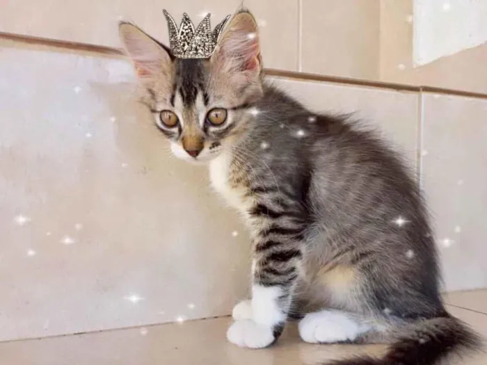 Gato ra a SRD-ViraLata idade 2 a 6 meses nome Caramel 2meses pelo longo linda 