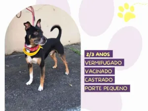 Cachorro raça SRD-ViraLata idade 2 anos nome Huguinho