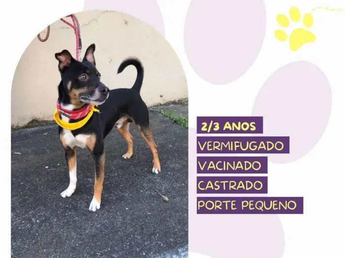 Cachorro ra a SRD-ViraLata idade 2 anos nome Huguinho