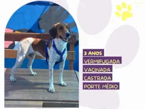 Cachorro raça SRD-ViraLata idade 3 anos nome Jade