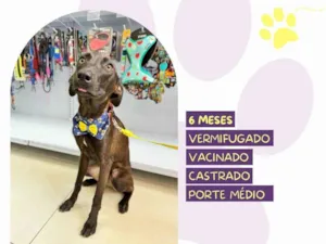 Cachorro raça SRD-ViraLata idade 2 a 6 meses nome Junior