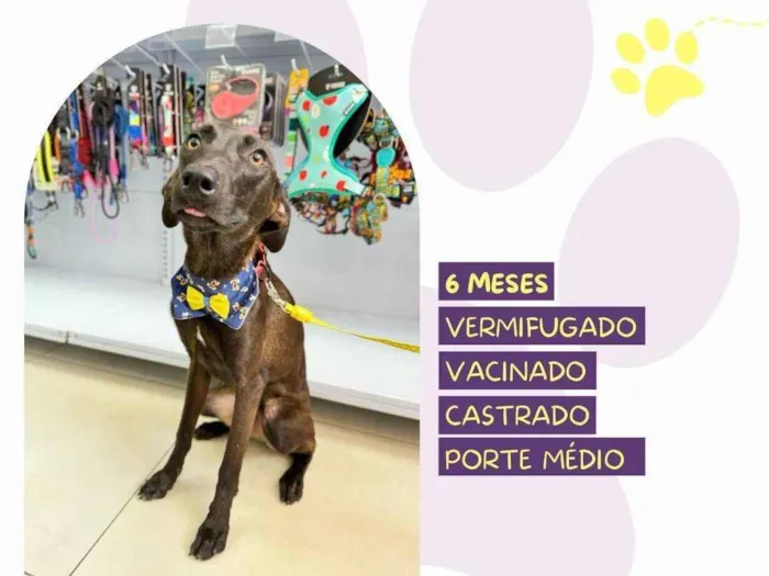 Cachorro ra a SRD-ViraLata idade 2 a 6 meses nome Junior