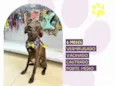 Junior