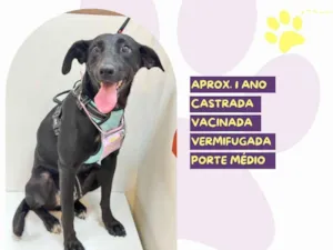 Cachorro raça SRD-ViraLata idade 1 ano nome Kika