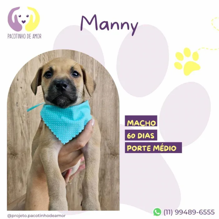 Cachorro ra a SRD-ViraLata idade 2 a 6 meses nome Manny