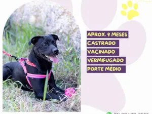 Cachorro raça SRD-ViraLata idade 7 a 11 meses nome Leo