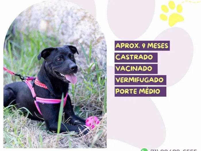 Cachorro ra a SRD-ViraLata idade 7 a 11 meses nome Leo