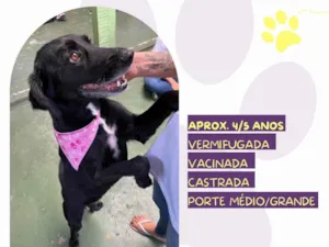 Cachorro raça SRD-ViraLata idade 4 anos nome Lia