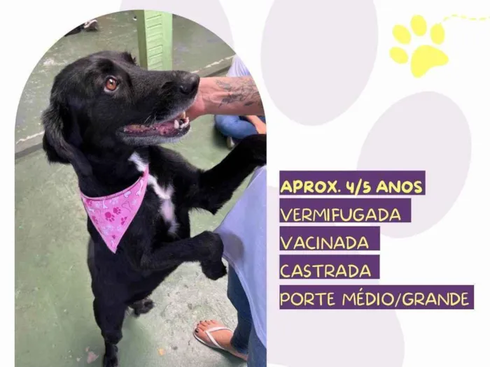 Cachorro ra a SRD-ViraLata idade 4 anos nome Lia