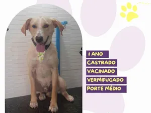 Cachorro raça SRD-ViraLata idade 1 ano nome Lyon