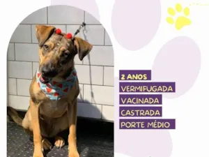 Cachorro raça SRD-ViraLata idade 2 anos nome Maraisa