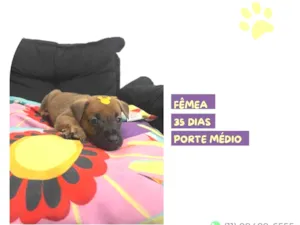 Cachorro raça SRD-ViraLata idade Abaixo de 2 meses nome Marjorie