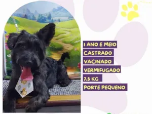 Cachorro raça SRD-ViraLata idade 1 ano nome Max