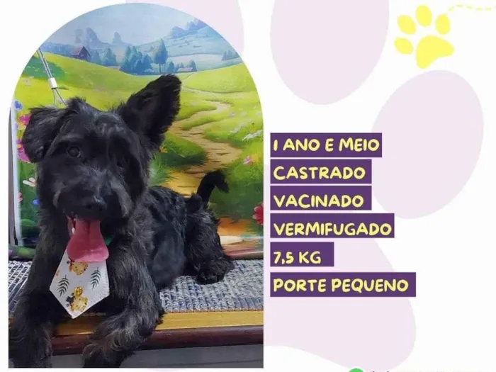 Cachorro ra a SRD-ViraLata idade 1 ano nome Max