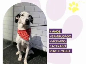 Cachorro raça SRD-ViraLata idade 4 anos nome Milk