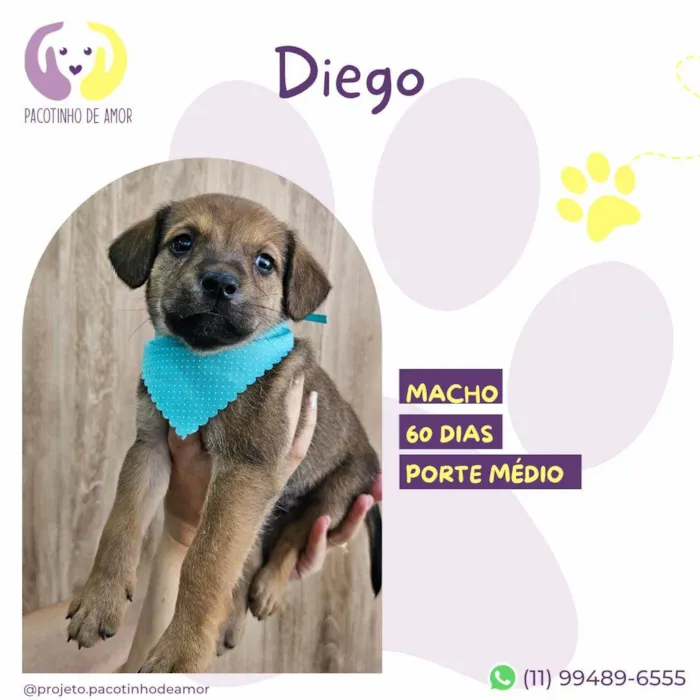 Cachorro ra a SRD-ViraLata idade 2 a 6 meses nome Diego