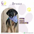 Brooke