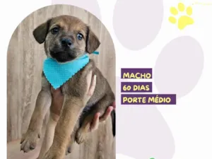 Cachorro raça SRD-ViraLata idade 2 a 6 meses nome Diego